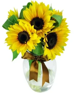 Surpresa de Girassóis no Vaso