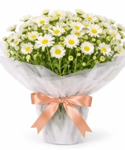 Margaridinhas Plantadas