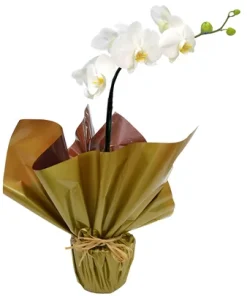 Orquídea Phalaenopsis Plantada